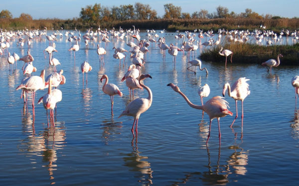 bicicletta camargue